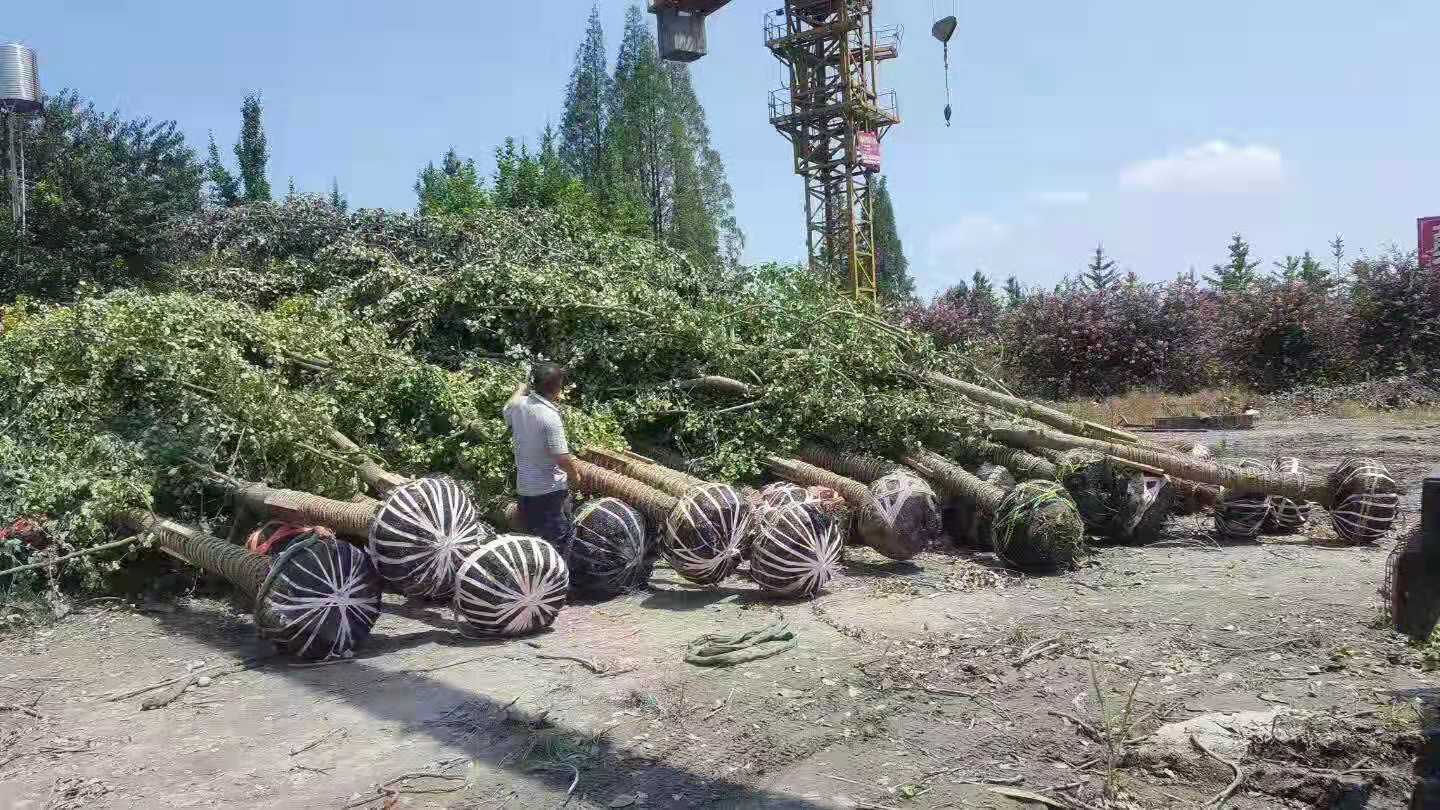 銀杏苗木種植基地批發(fā)