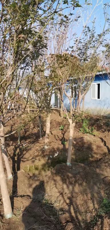 湖北鐘祥紅楓基地  湖北鐘祥進(jìn)口紅楓  湖北鐘祥*紅楓