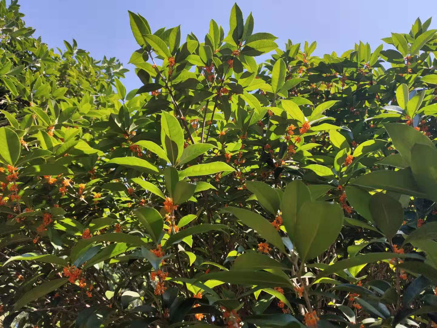 長(zhǎng)沙丹桂狀元紅