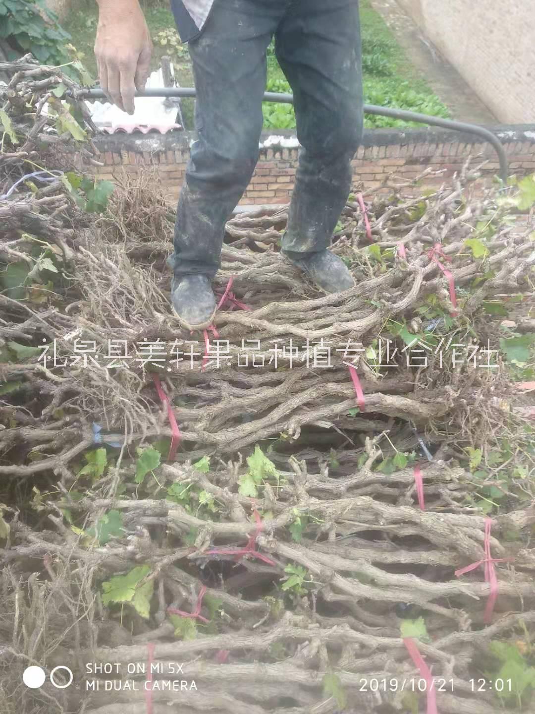 供應(yīng)占地葡萄樹苗 陜西周邊占地葡萄樹基地直銷