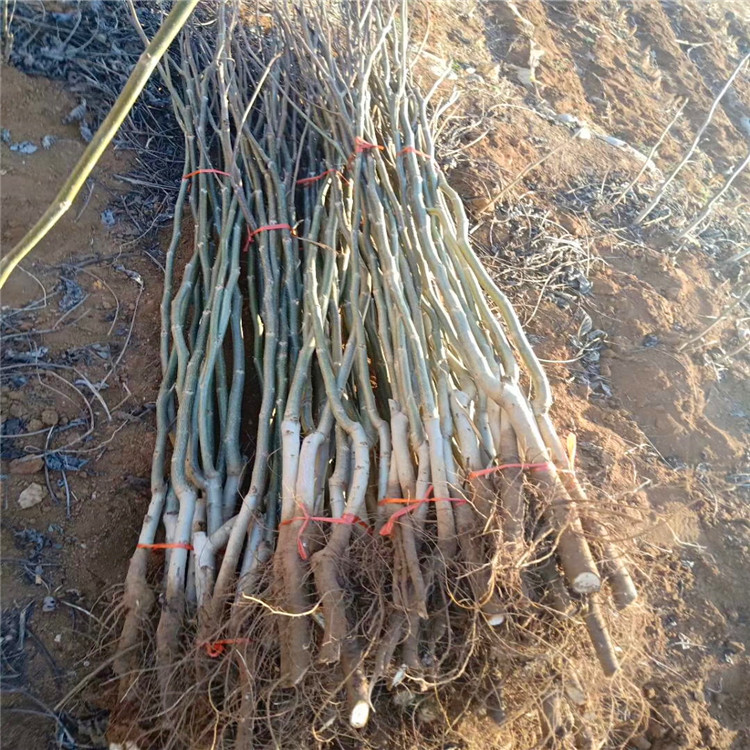 嫁接核桃苗  嫁接核桃苗價格_