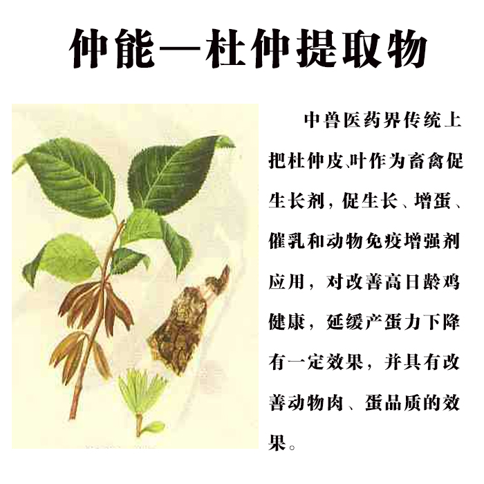 仲能杜仲提取物