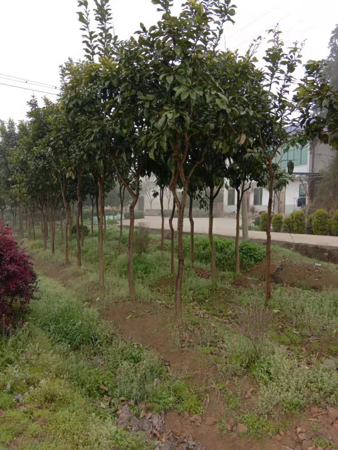 湖南柚子樹種植基地