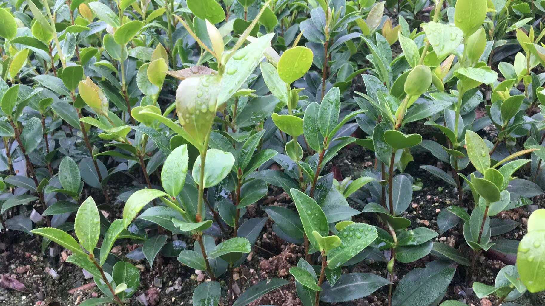 優(yōu)質(zhì)高產(chǎn)三華油茶苗供應(yīng) 三華油茶苗價(jià)格 三華油茶苗