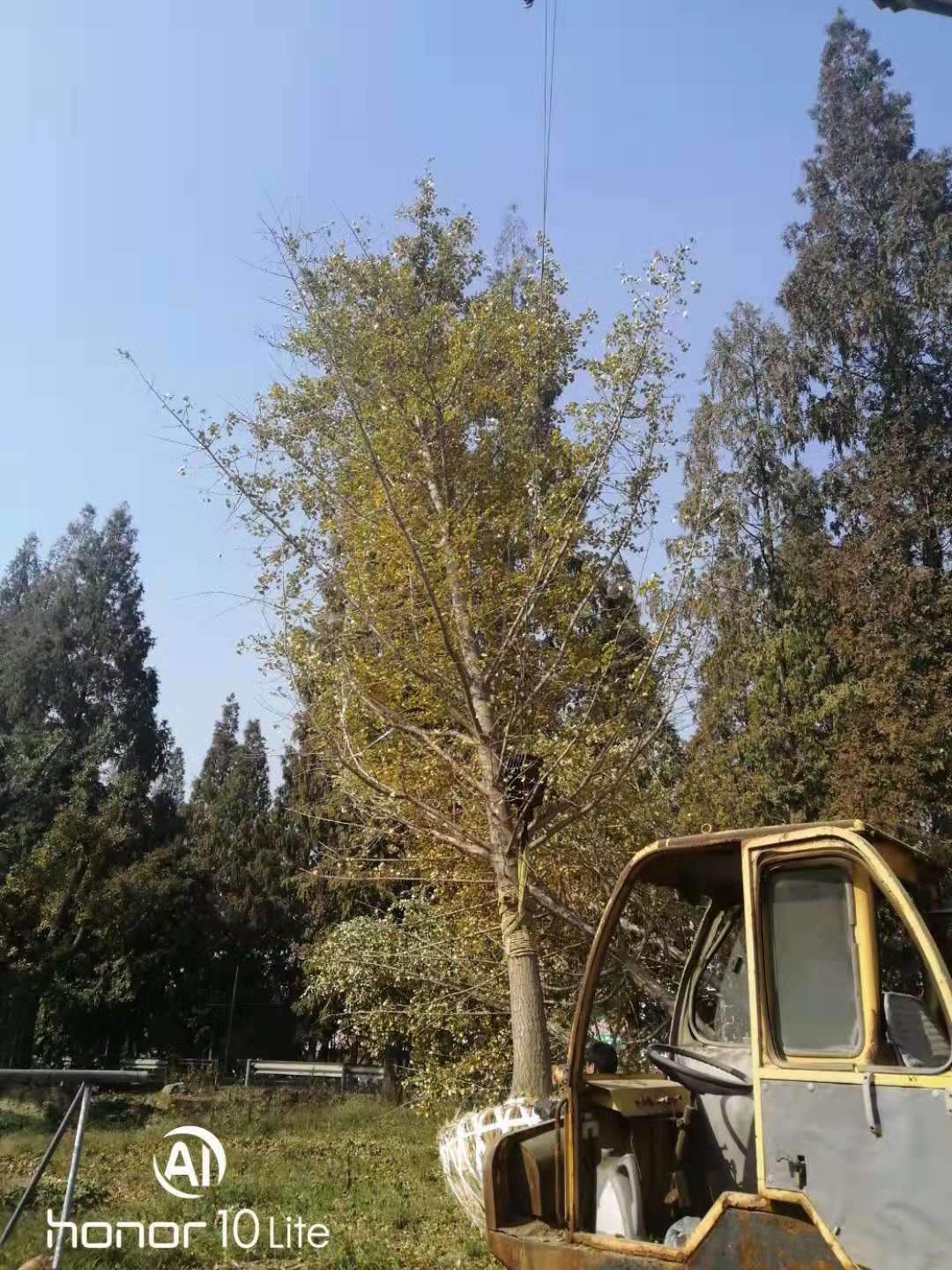 銀杏樹基地價格江蘇銀杏種植基地直銷批發(fā)