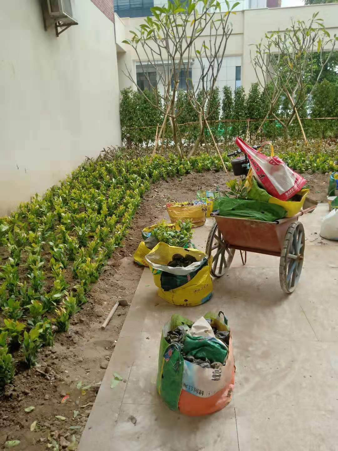 園林綠化 佛山馬尼拉草皮直銷批發(fā) 佛山溝葉結(jié)縷草