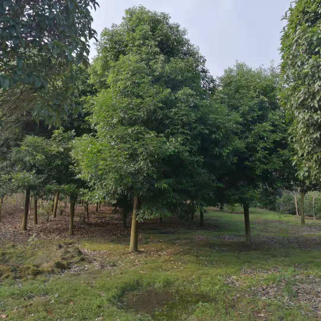 天竺桂樹批發(fā)價(jià)、成都天竺桂銷售、供應(yīng)商、市場(chǎng)價(jià)【溫江華成園藝場(chǎng)】