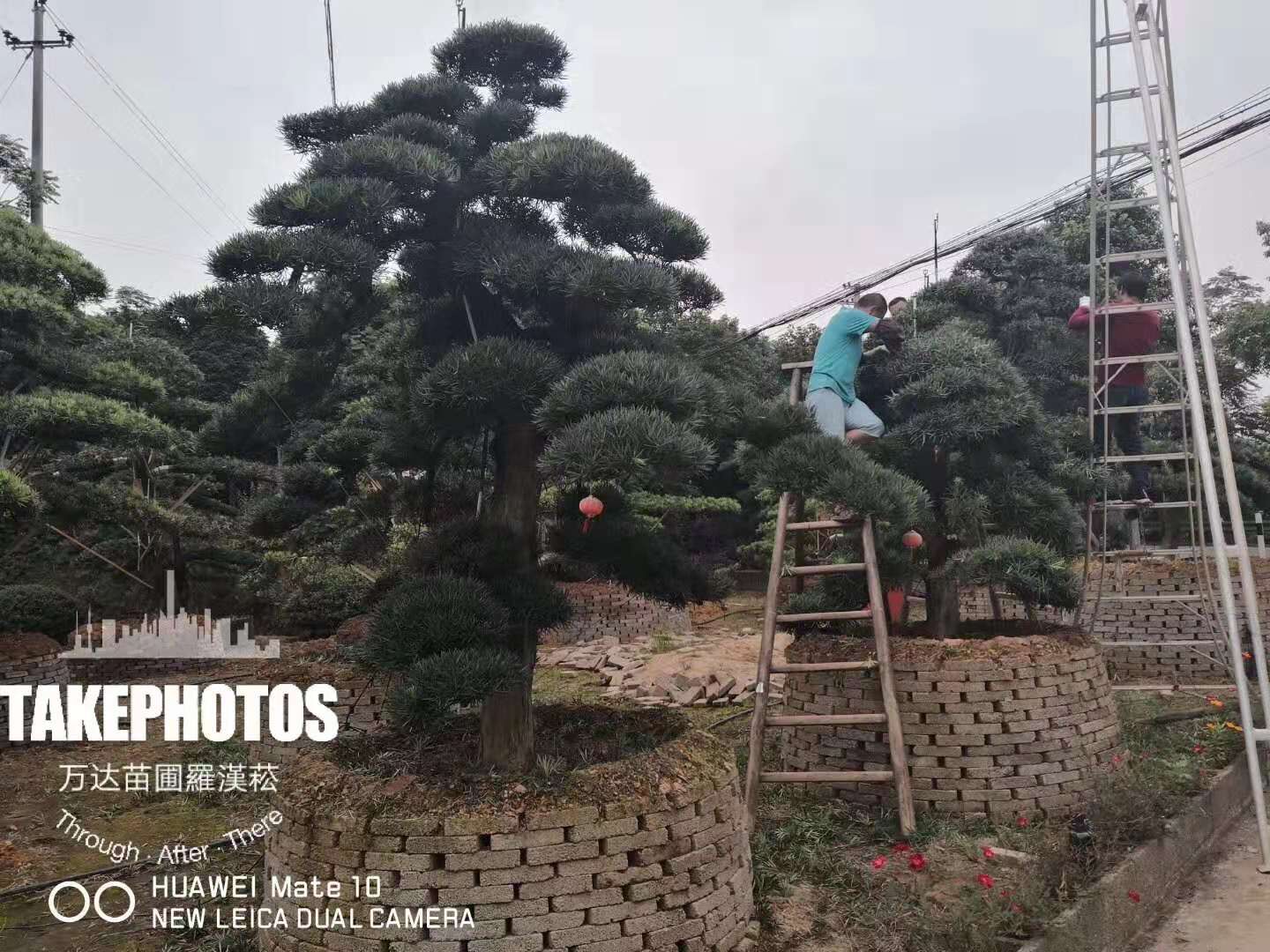 湖南彎桿異型藝術(shù)造型羅漢松種植基地-湖南造型羅漢松哪里最多-大型羅漢松造型廠家直銷批發(fā)價(jià)格【瀏陽市柏加鎮(zhèn)萬達(dá)苗圃】