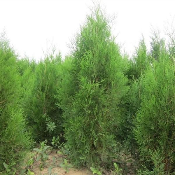 塔柏種植基地 塔柏圓柏 價(jià)格 供應(yīng)