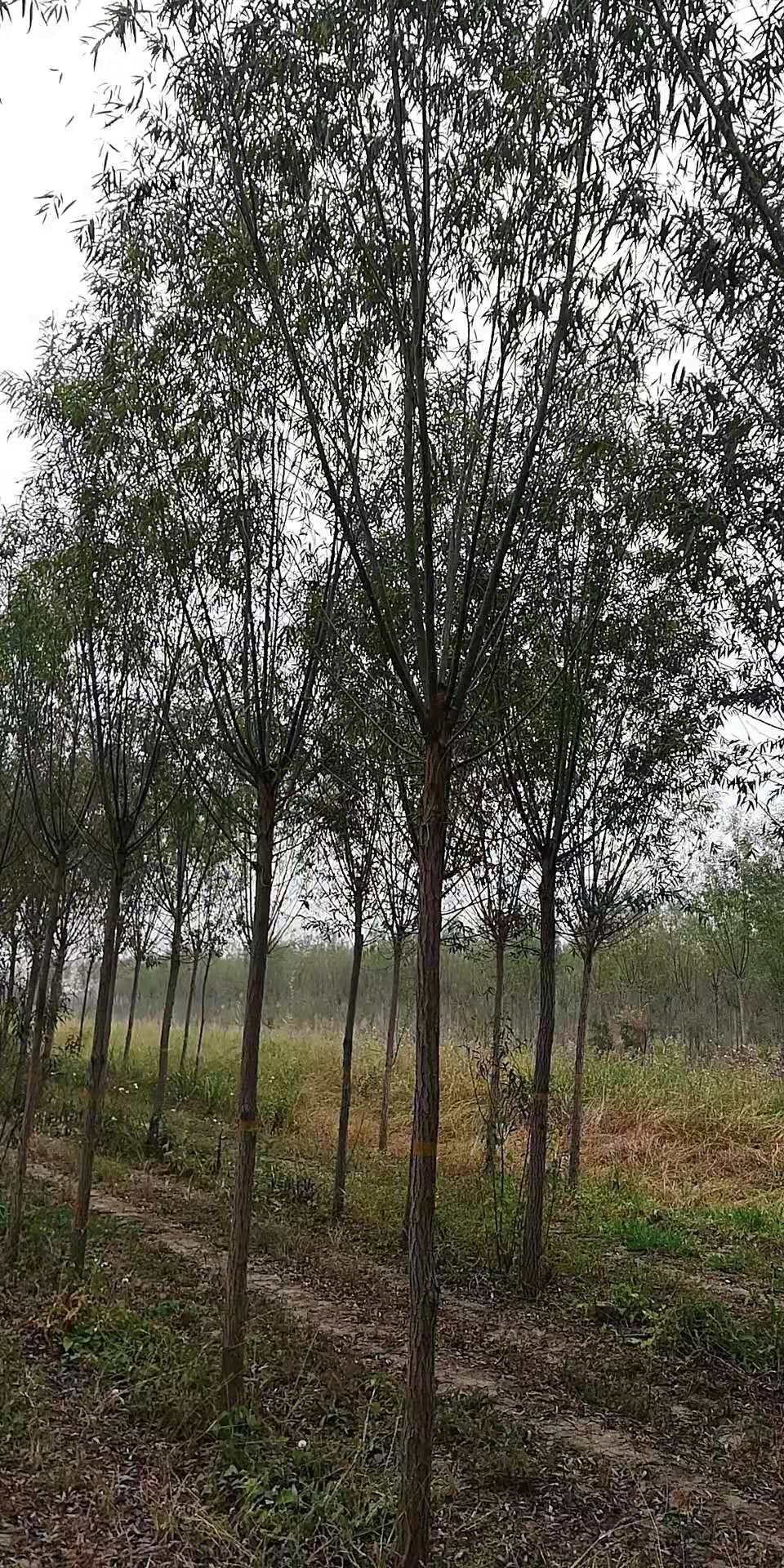 河北速生柳樹種植基地-批發(fā)價-供應(yīng)商-多少錢-報價-基地