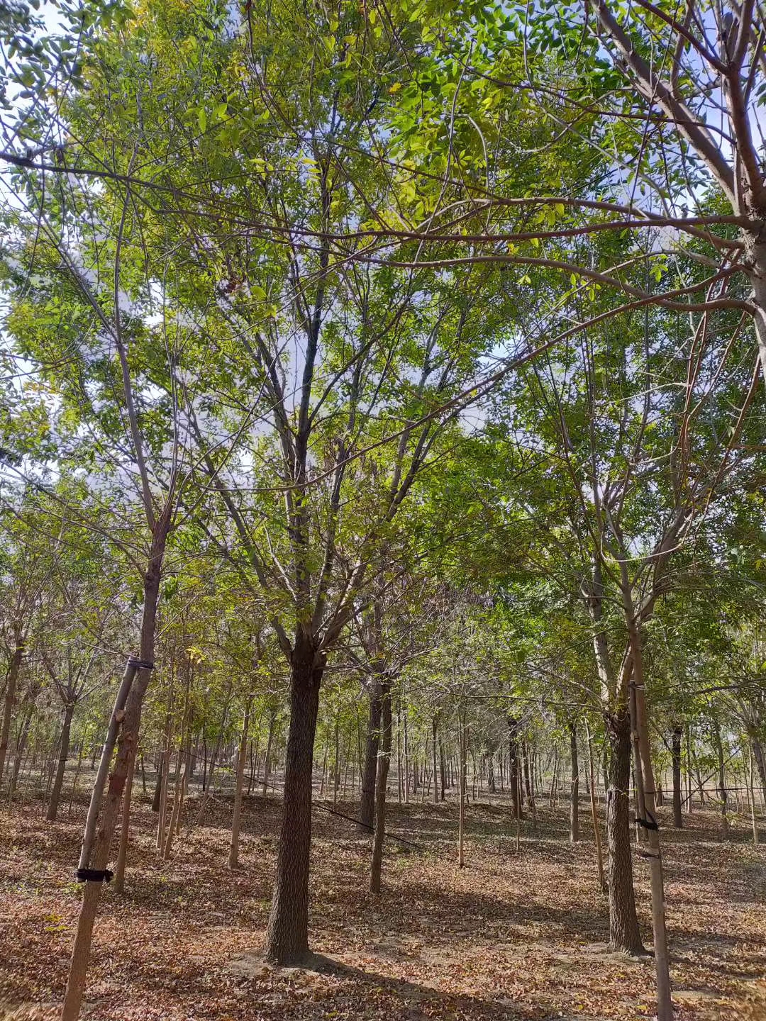 山東老白蠟種植基地-批發(fā)價(jià)-優(yōu)質(zhì)供應(yīng)商-哪里有-多少錢
