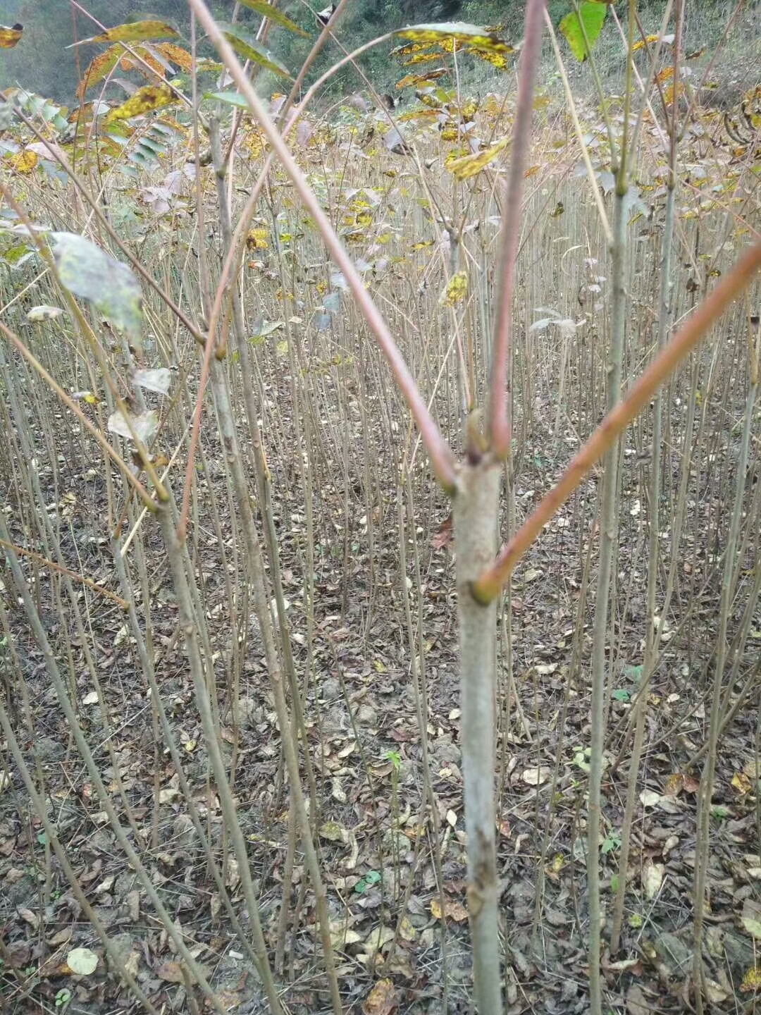 專業(yè)大量*漆樹樹苗  漆樹樹苗種植出售批發(fā)  漆樹樹苗價(jià)格