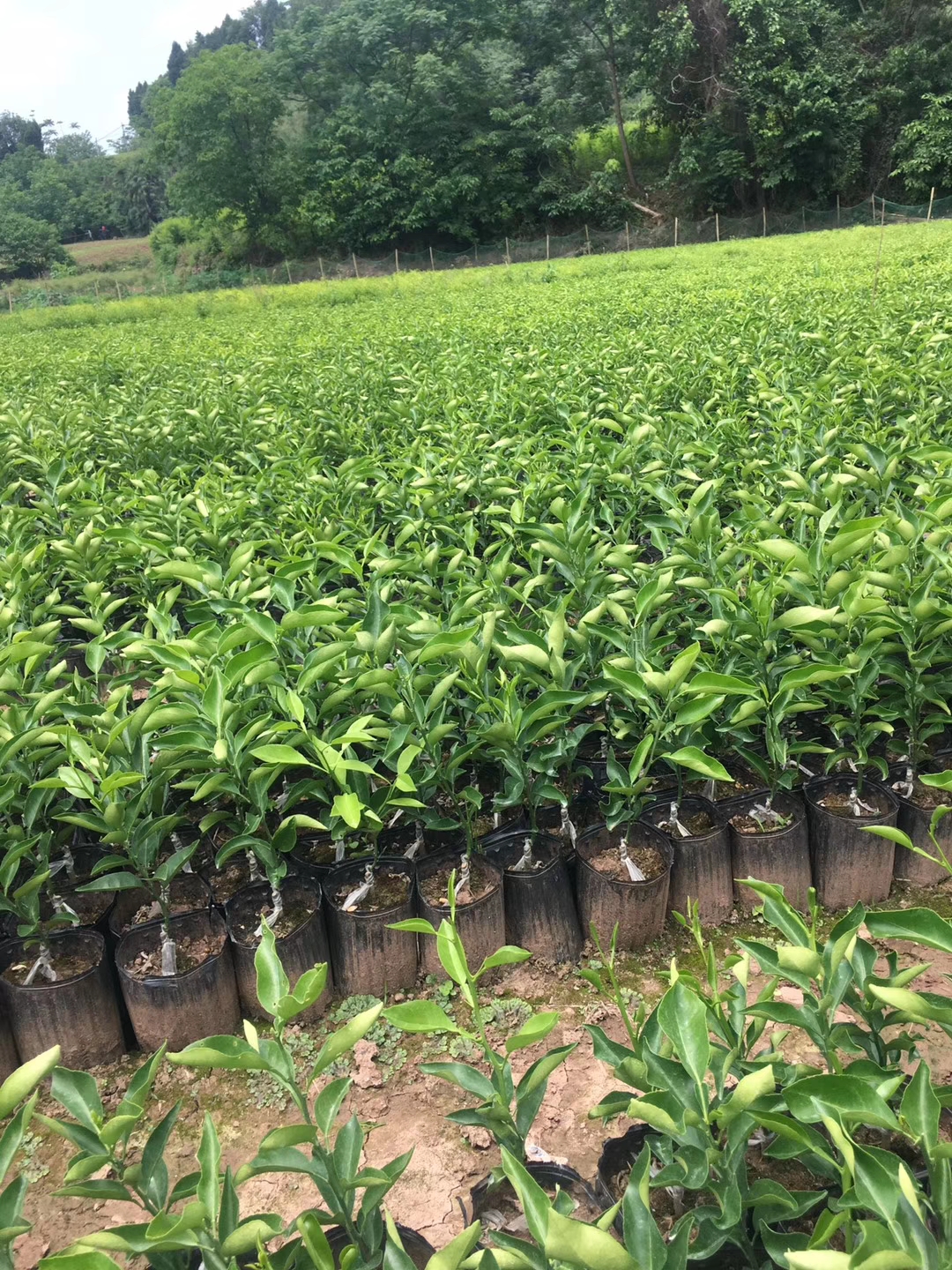 明日見柑橘，明日見柑橘樹苗批發(fā)，明日見柑橘苗價(jià)錢  柑橘苗新品種