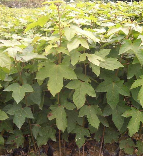 廣東廣州楓香苗供應(yīng)商_批發(fā)價(jià)格【廣州恒發(fā)造林綠化苗木基地】