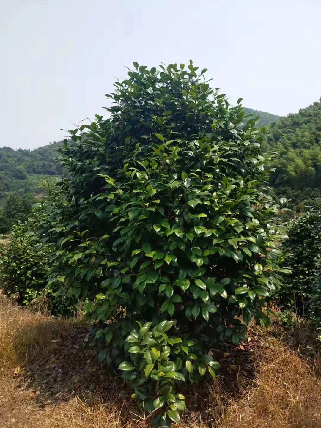 【茶樹(shù)價(jià)格】茶樹(shù)種植基地_茶樹(shù)報(bào)價(jià)