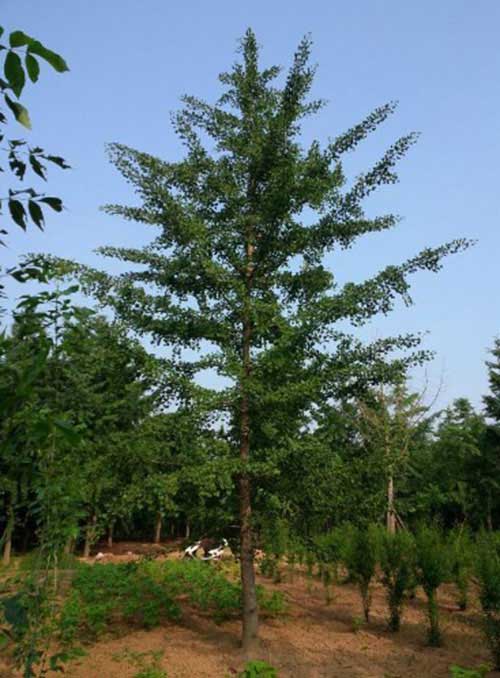 江蘇徐州邳州23公分銀杏樹種植基地-山東臨沂23公分銀杏樹r批發(fā)價格-【邳州市順義銀杏苗木種植專業(yè)合作社】