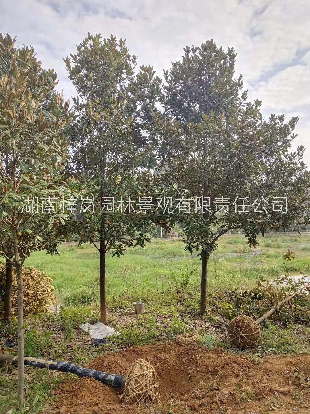湖南瀏陽廣玉蘭種植基地直銷價格