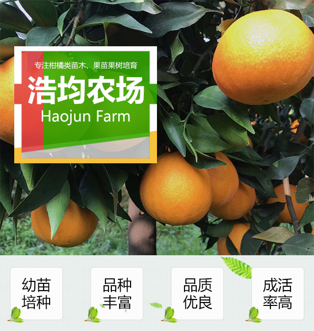 廣東由良嫁接苗，由良種植基地，批發(fā)由良價(jià)格多少錢（金華市金東區(qū)浩均家庭農(nóng)場(chǎng)）