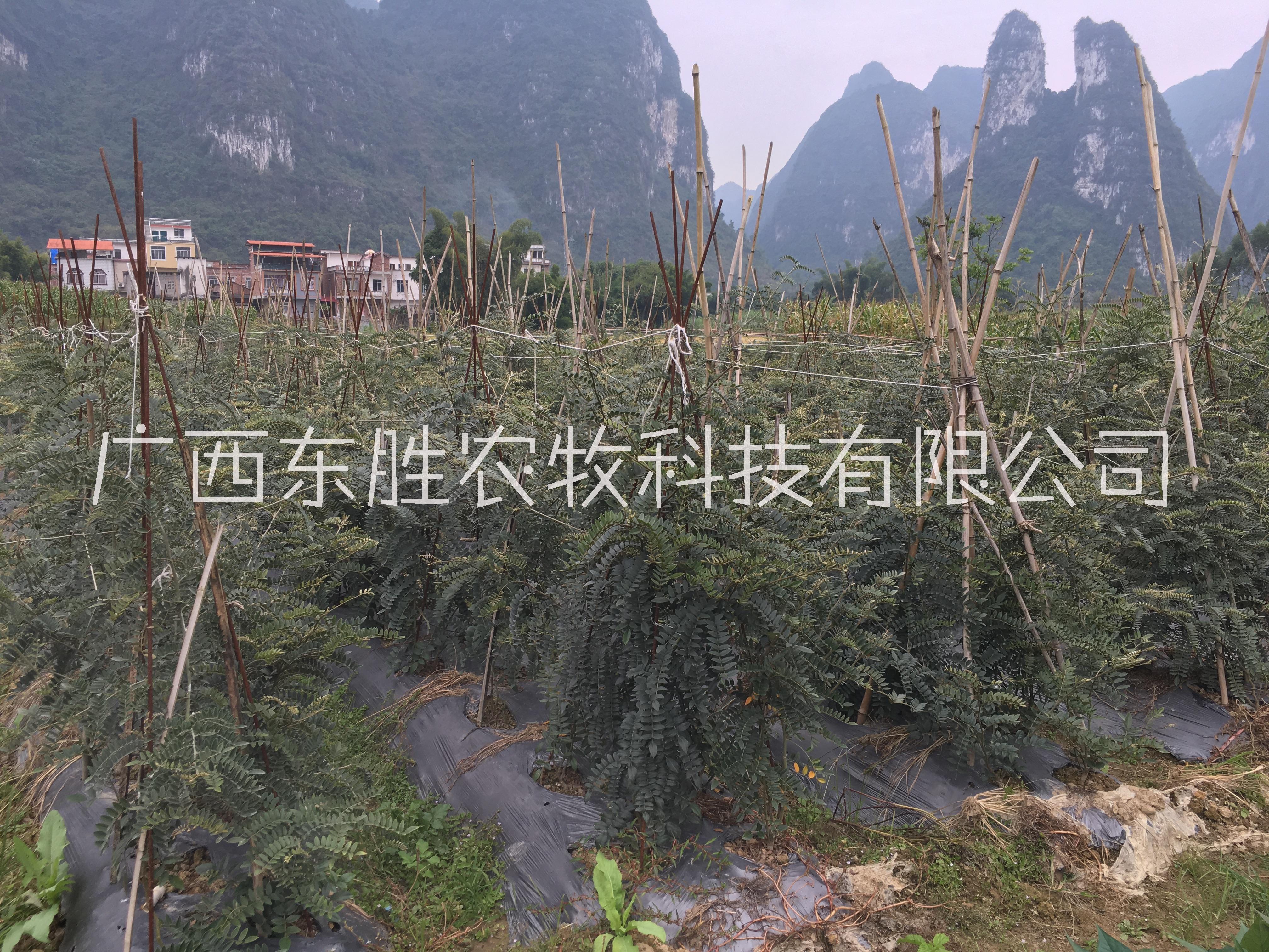 廣西河池廣豆根生產(chǎn)批發(fā) 廣豆根苗，原生態(tài)廣豆根，廣豆根價(jià)格 廣豆根種植技術(shù)