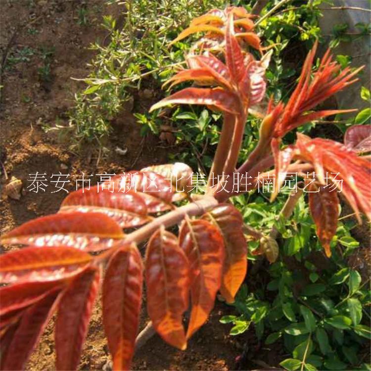 泰安香椿苗種植基地-報(bào)價(jià)-價(jià)格-批發(fā)，泰安優(yōu)質(zhì)香椿苗批發(fā)價(jià)，泰安哪里有香椿苗銷(xiāo)售