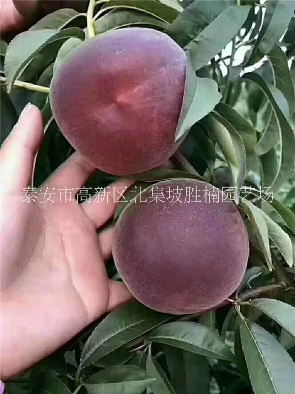 山東桃樹苗、批發(fā)價(jià)格、種植基地、銷售電話【泰安市高新區(qū)北集坡勝楠園藝場(chǎng)】