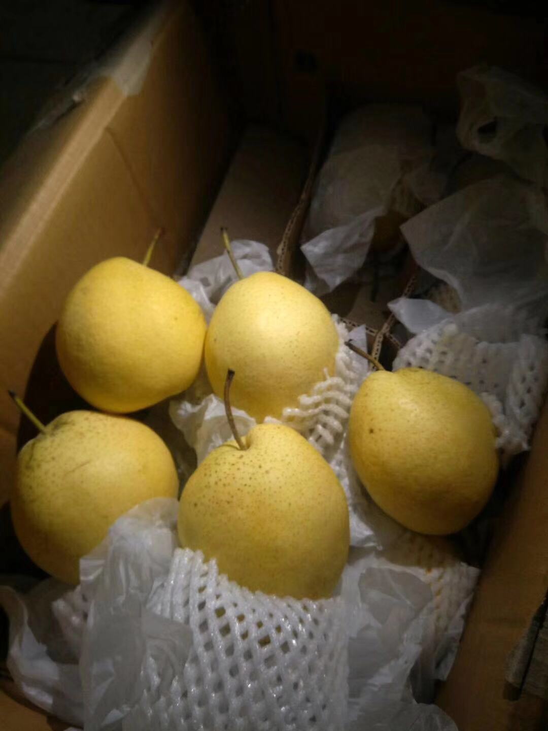 產(chǎn)地直銷(xiāo) 趙縣雪花梨，汁多味甜，型號(hào)齊全