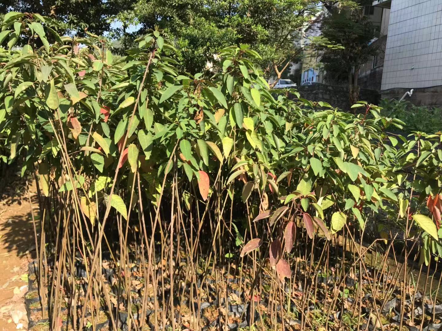 山烏桕供應價格、價錢、批發(fā)【廣州匯森林業(yè)有限公司】