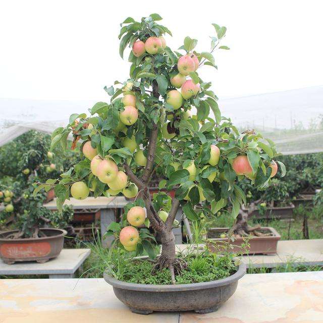 山東臨沂蘋果苗基地-山東臨沂蘋果苗批發(fā)價格-【北美海棠果樹苗流蘇苗綠化苗】