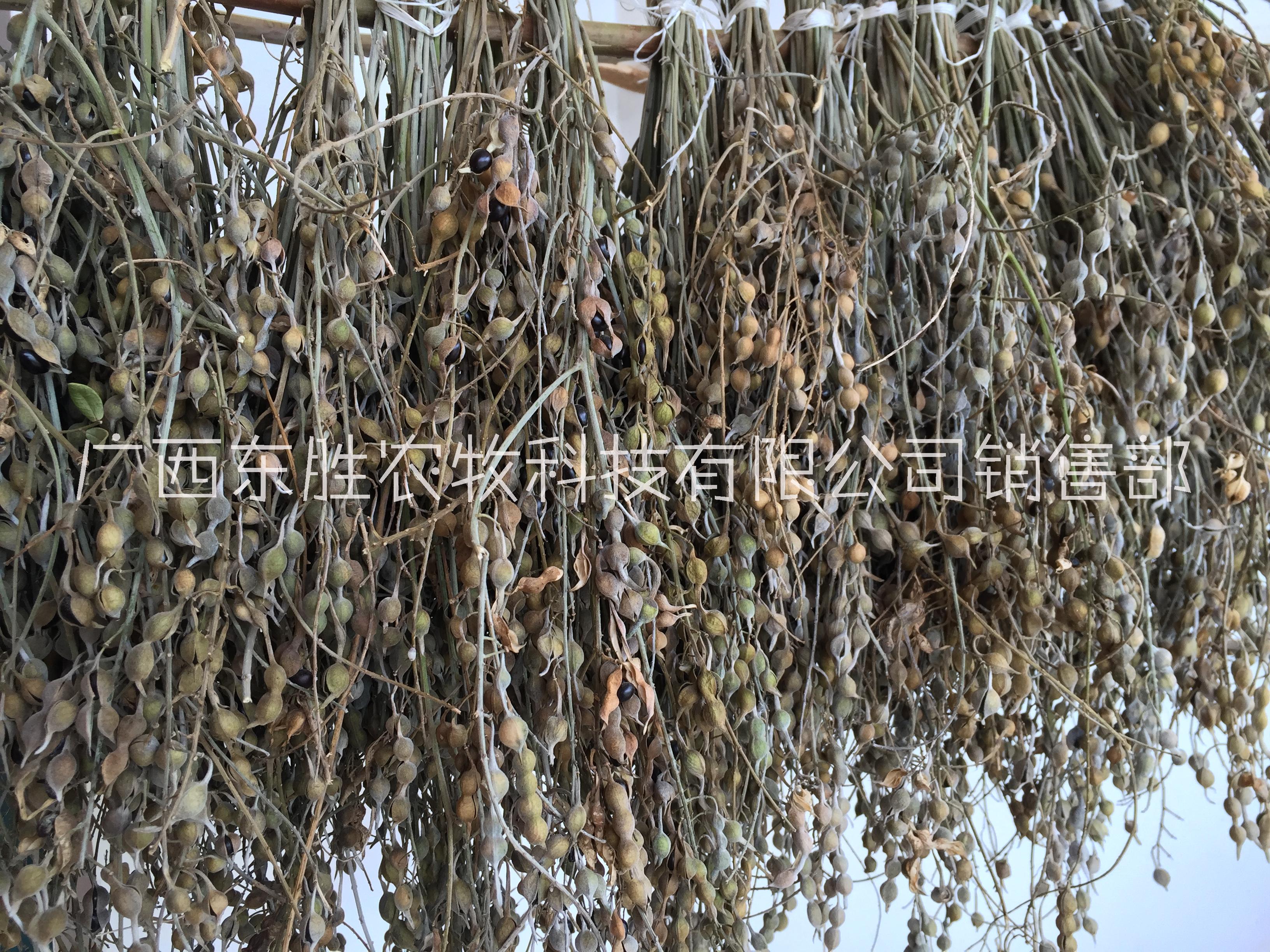 廣豆根 豆科植物越南槐 喀斯特山區(qū)廣豆根種子，廣豆根產(chǎn)地，廣豆根種子，廣豆根培育方法，廣豆根藥用價(jià)值
