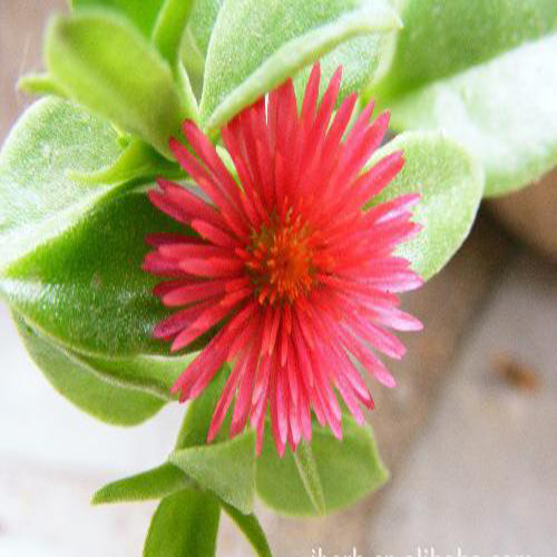 穿心蓮提取物獸用穿心蓮提取物的作用功效 穿心蓮的應(yīng)用 雞鴨鵝豬牛羊 大腸桿菌 抗病毒*