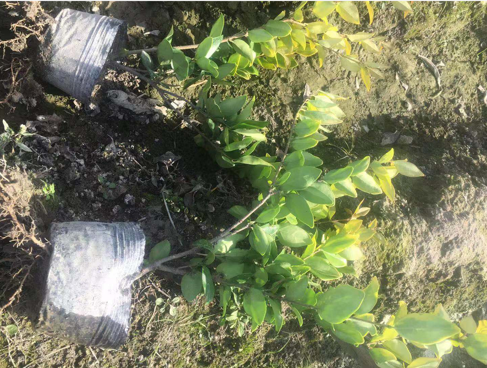 金華金森女貞廠家