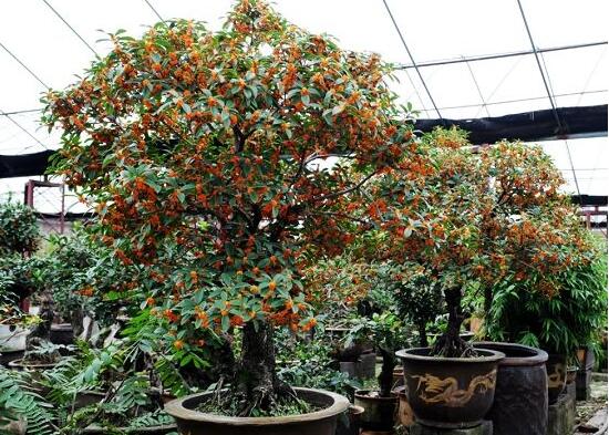 地栽大型四季桂花樹苗庭院濃香花卉常青植物盆景金桂丹桂室內(nèi)盆栽