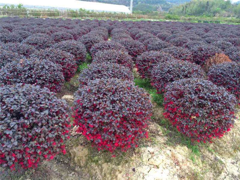 紅繼木球種植基地、價(jià)錢、批發(fā)【小二花木場】