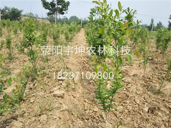 河陰*軟籽石榴樹苗 大量供應(yīng)滎陽河陰*軟籽石榴樹 大量批發(fā)滎陽河陰*軟籽石榴樹