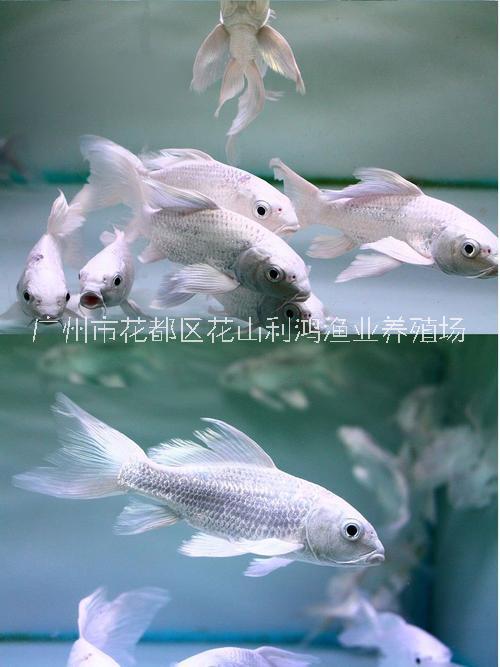 *臺(tái)灣蝴蝶鯉 *觀賞魚 淡水