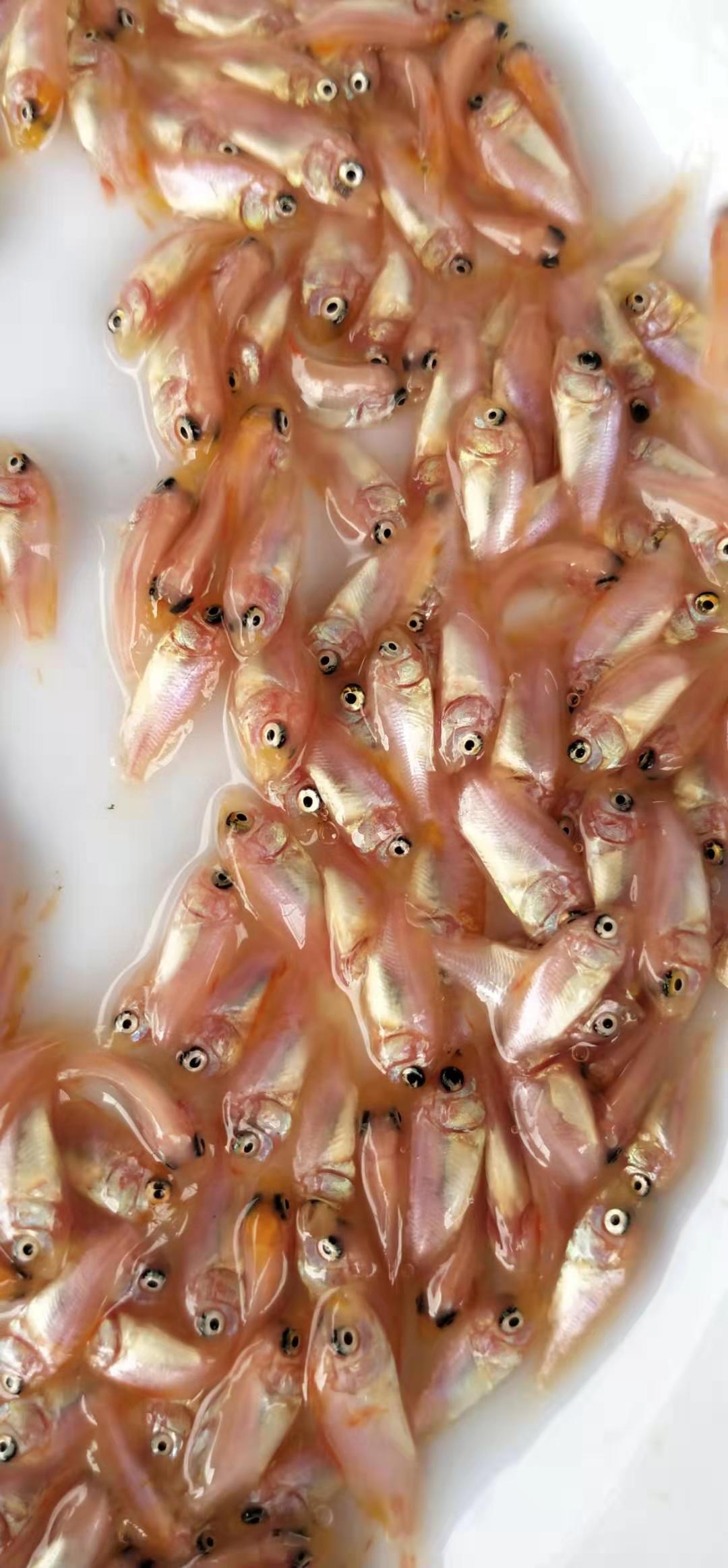 紅羅非魚苗 彩虹鯛魚苗豹紋紅羅非魚苗 羅非魚苗