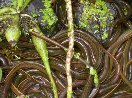 黃鱔苗 花鱔苗  正大九號(hào)黃鱔苗 黃鱔魚苗 產(chǎn)地直銷
