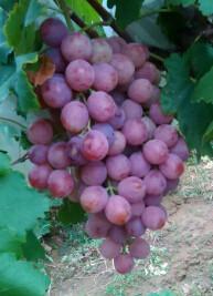 吉林夏黑葡萄苗 出售夏黑葡萄苗