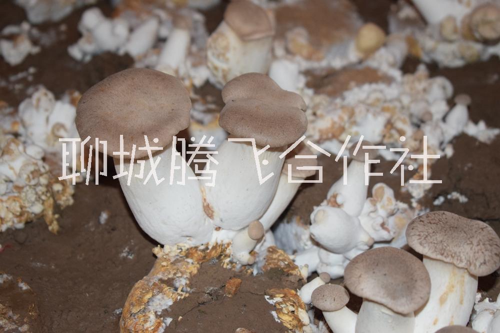 聊城杏鮑菇批發(fā)、價格、采摘、供貨商【聊城江北水城旅游度假區(qū)騰飛蔬菜種植合作社】