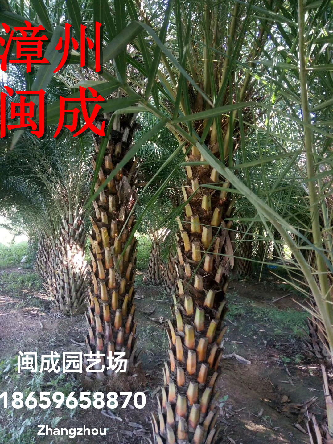 福建中東海棗基地%漳州中東海棗批發(fā)*中東海棗價格【漳浦縣官潯鎮(zhèn)閩成園藝場】