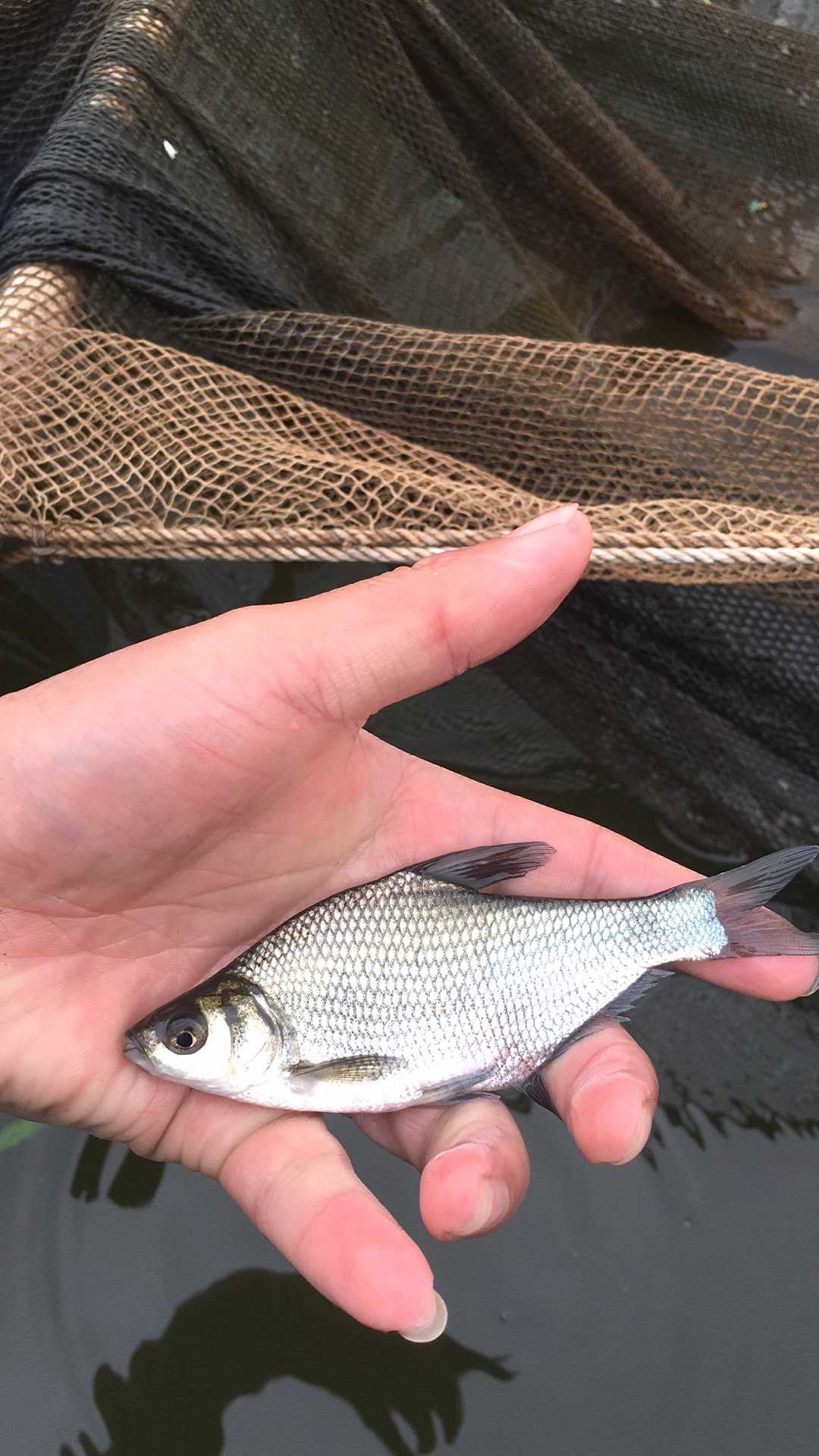 【優(yōu)質(zhì)魚苗】武昌魚苗 團(tuán)頭魴魚苗 縮項鳊 三角魴魚苗 廣東邊魚苗 武昌魚魚苗