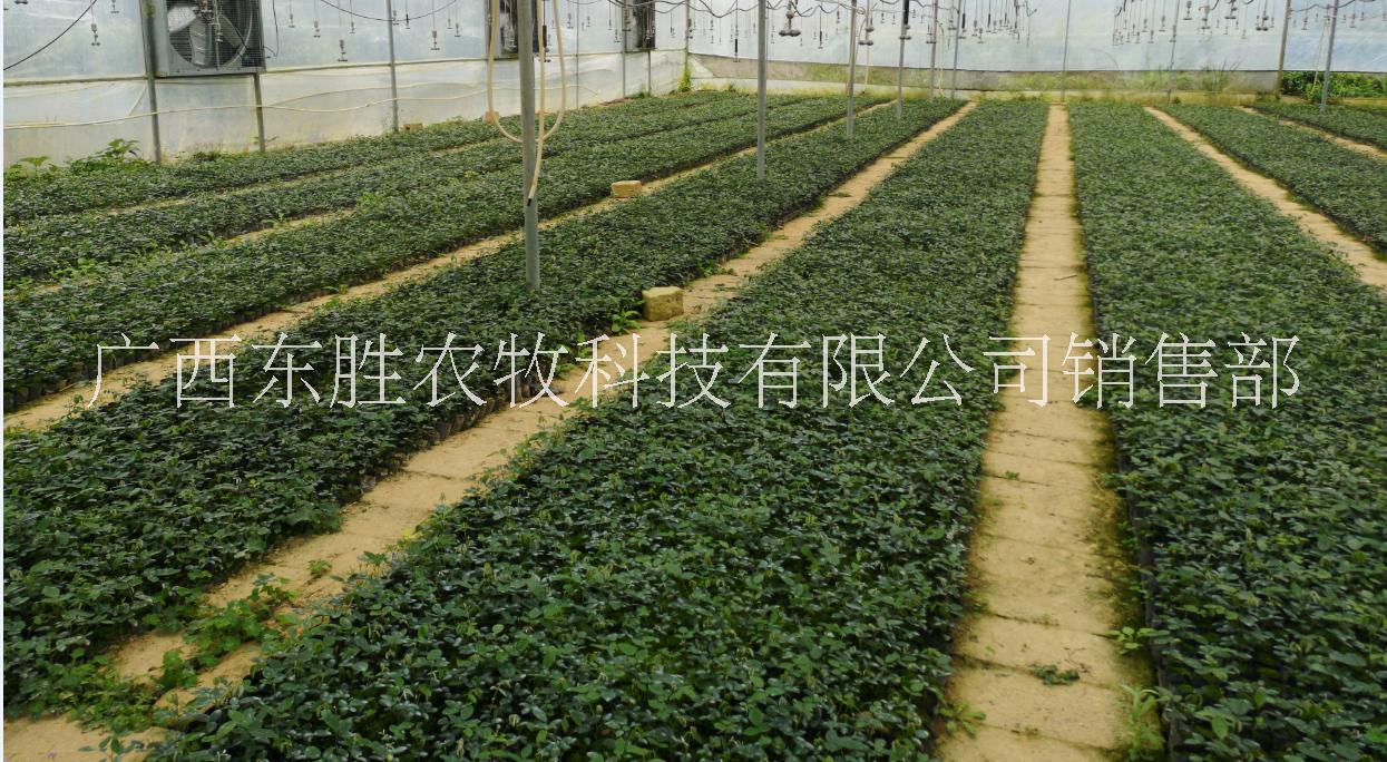 廣豆根苗急售 廣豆根（山豆根）苗銷售 廣豆根種苗急售