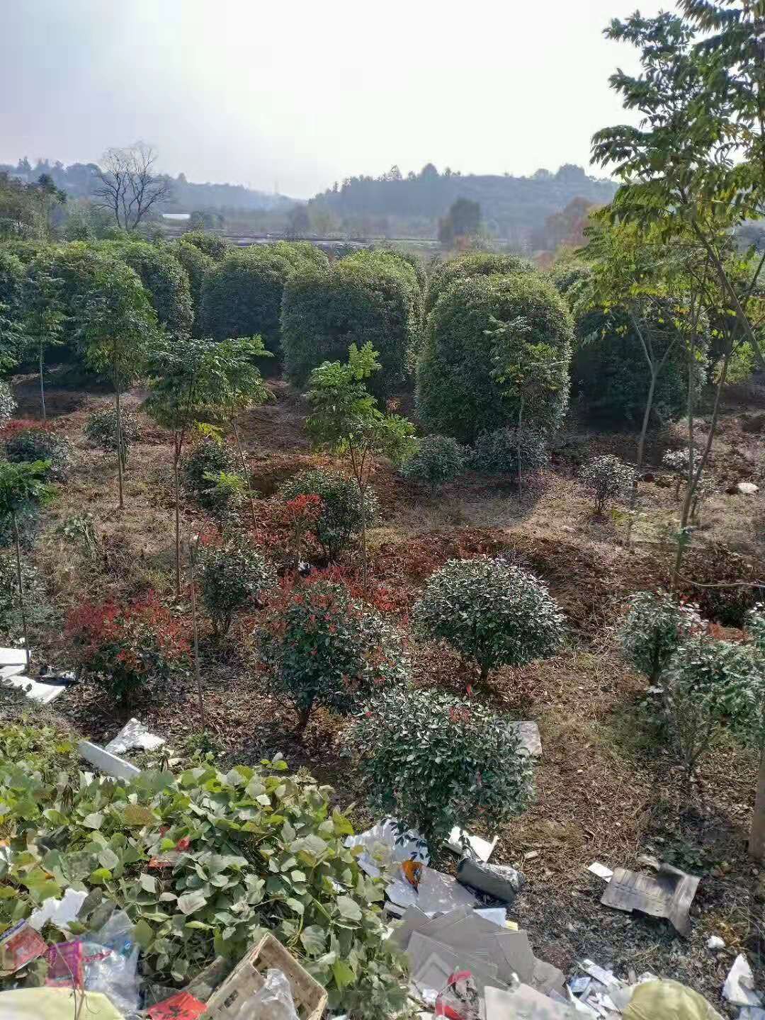 湖南長沙瀏陽2--4.5米叢生桂花球直銷苗木基地