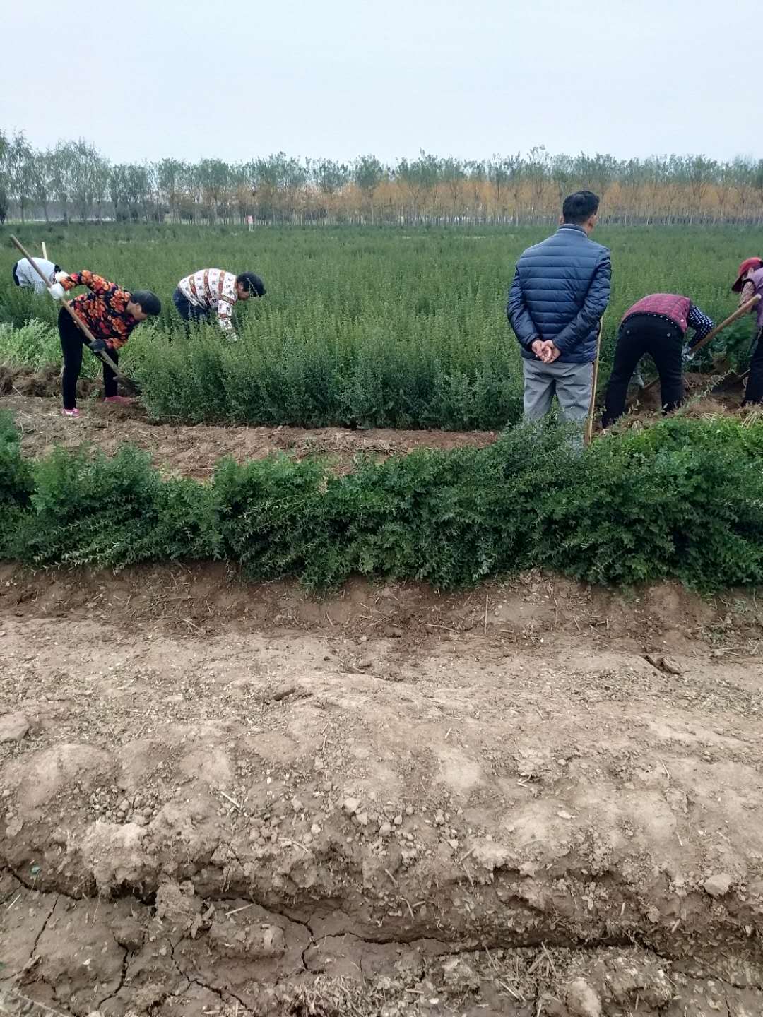 鄢陵小葉女貞基地，一年苗30--70公分高綠化*苗，小葉女貞大田地苗，綠化*苗 ，