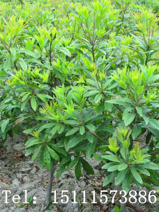 湖南楊梅苗基地-【湖南楊梅苗產(chǎn)地廠家批發(fā)直銷種植價格】