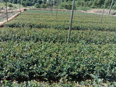柏加鎮(zhèn)茶梅工程苗種植基地 茶梅工程苗價格 茶梅工程苗批發(fā)