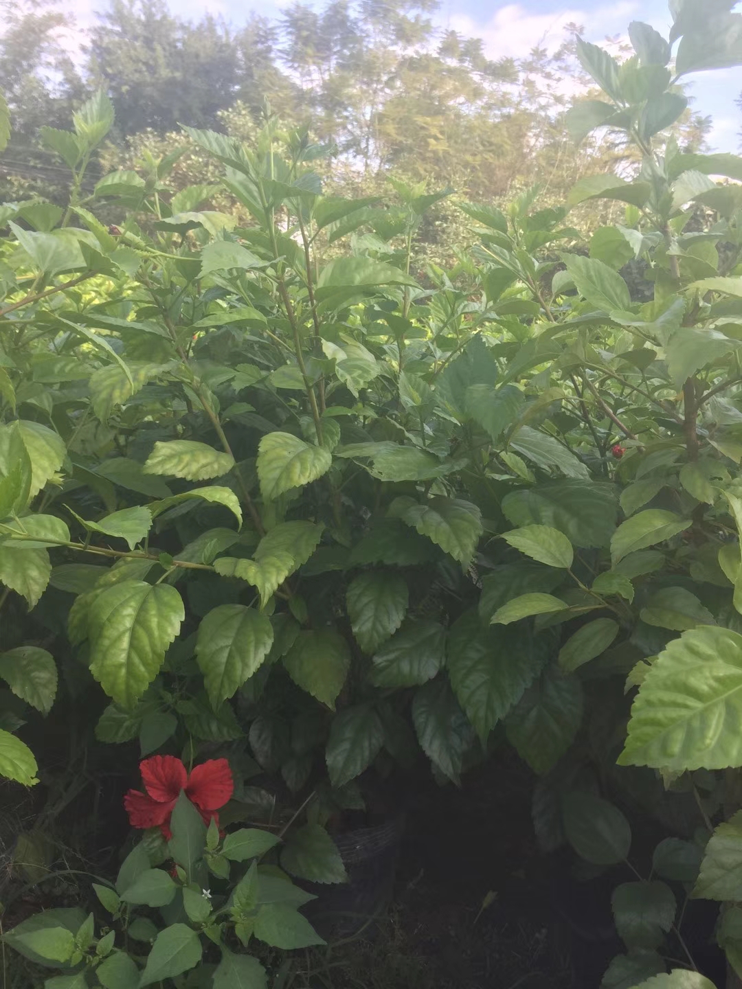 福建漳州30公分大紅花基地 哪里有種植批發(fā)基地 多少錢一棵