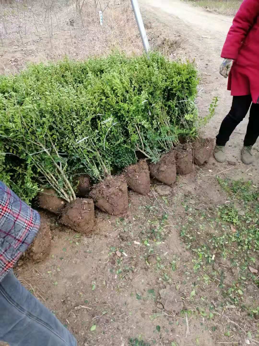 小葉女貞球