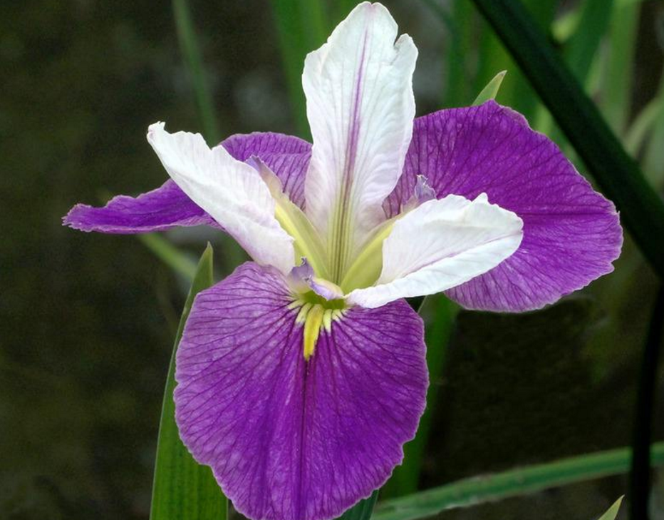 鳶尾花苗