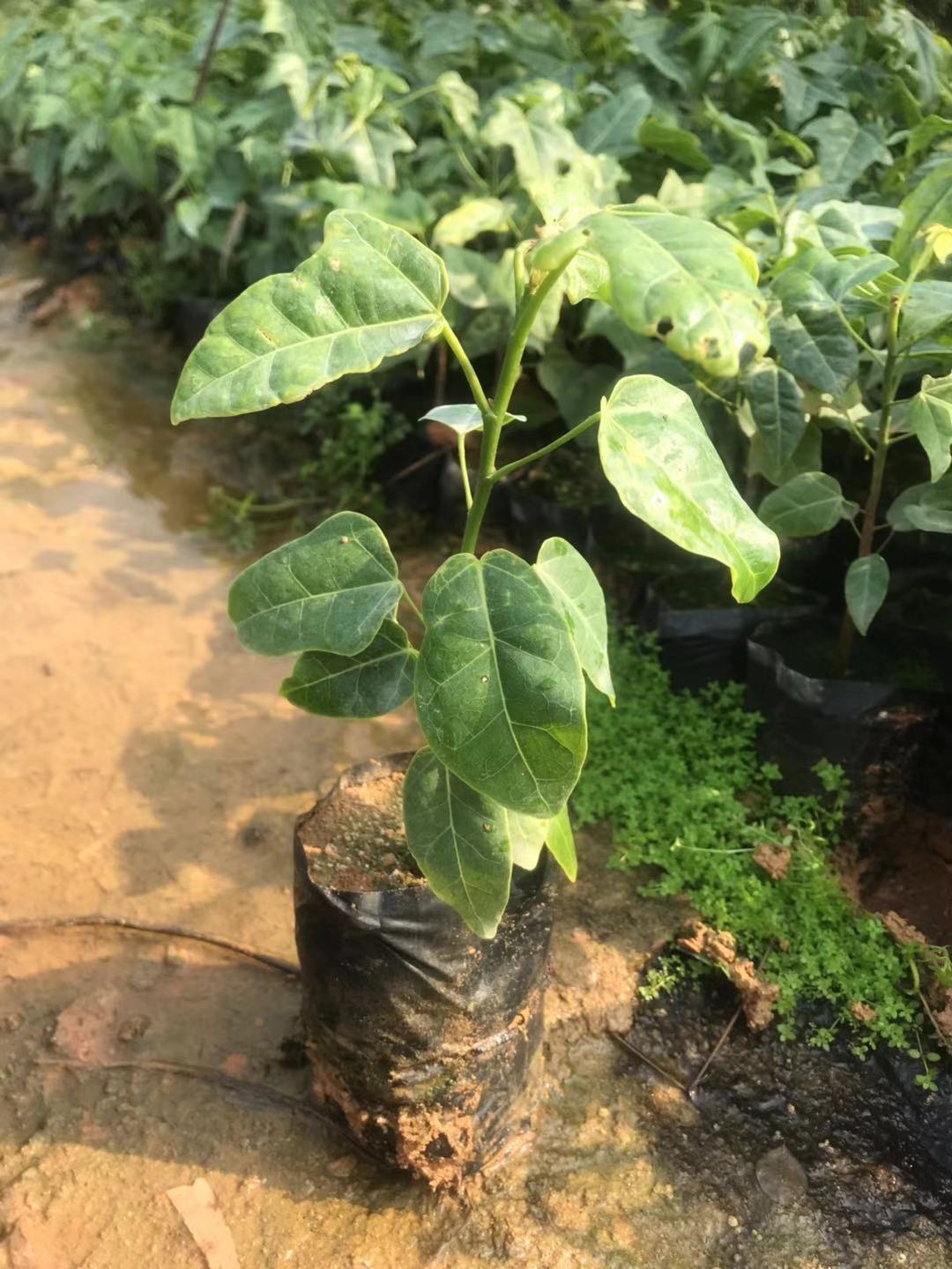 澳洲火焰木供應(yīng)價格、價錢、批發(fā)【廣州匯森林業(yè)有限公司】